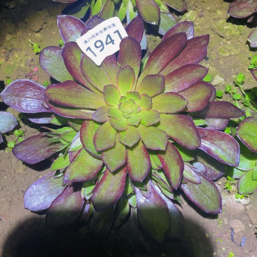 1941花无缺多肉植物