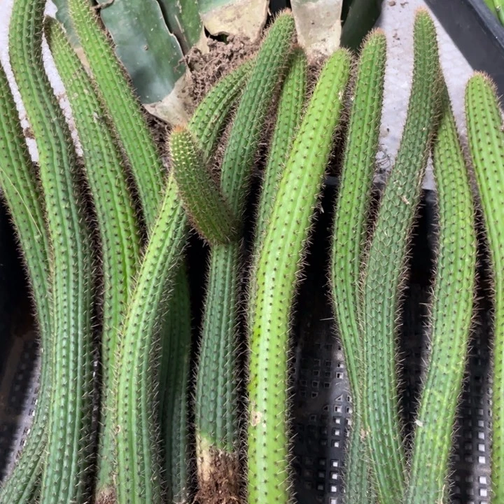 自根彩舞柱金妞保20公分上