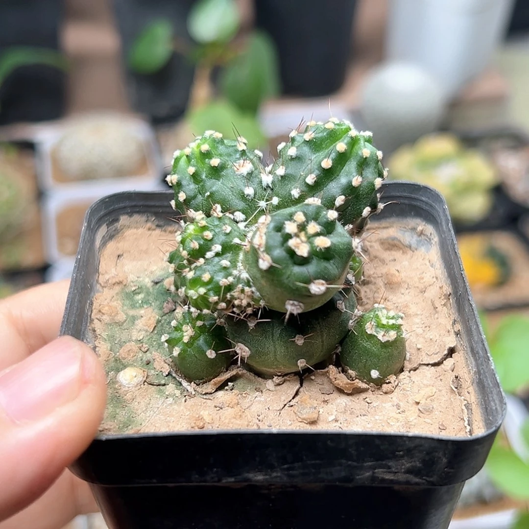 无花朵黄闪玉石化群一颗