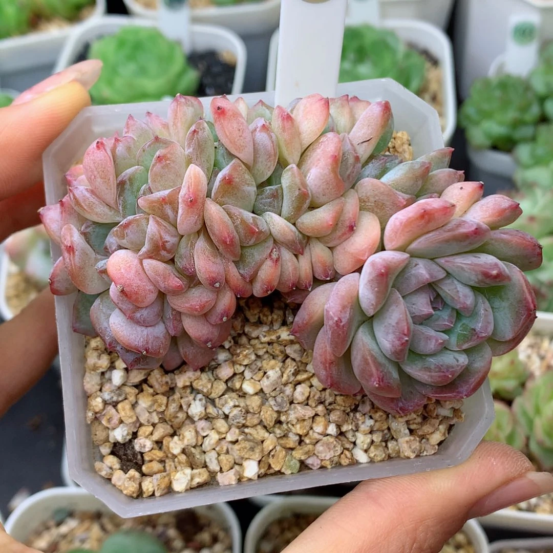 58包邮  群生不包整18￼