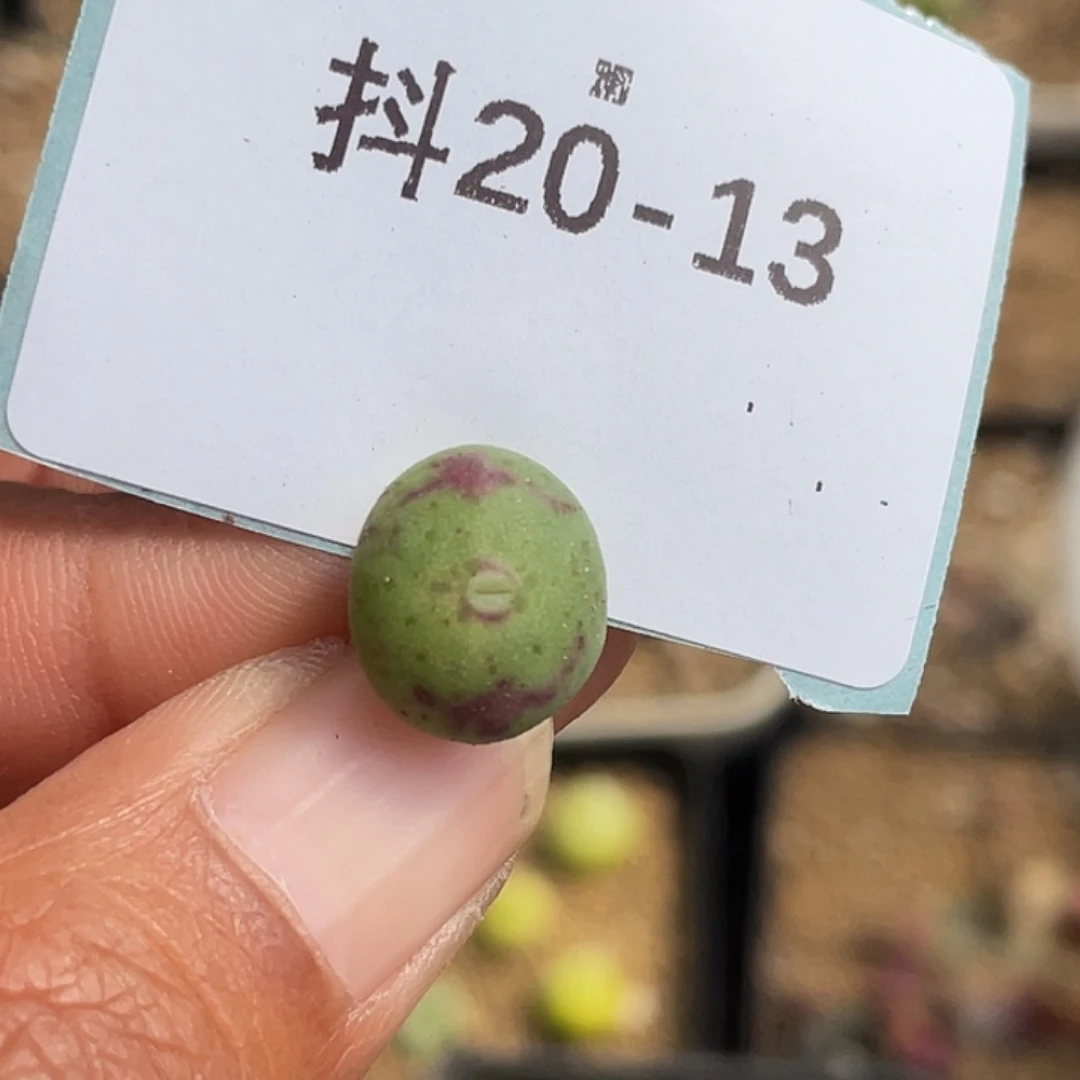 姬**君20-13肉锥多肉植物