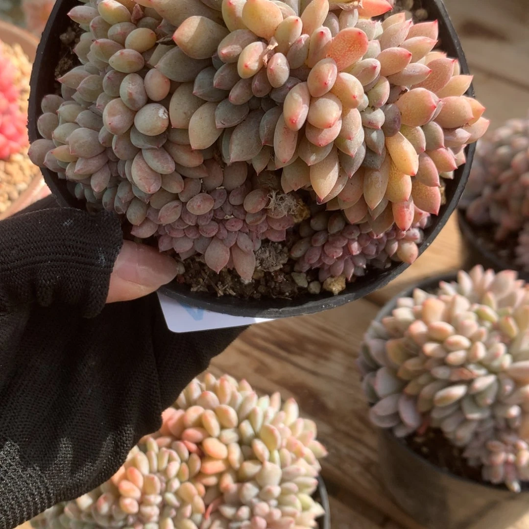 A957售后范围：签收起7天内，录开箱视频