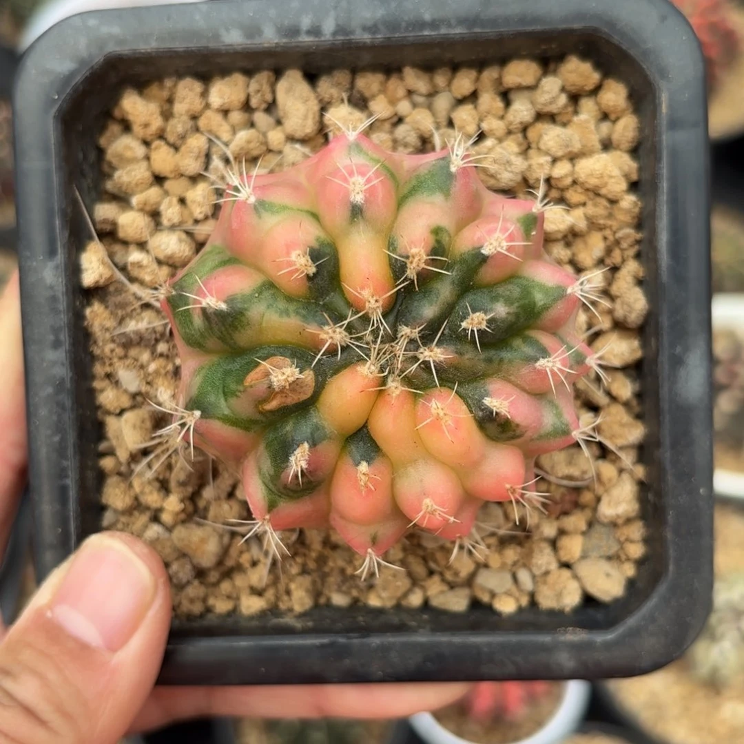 泰系金丝雀晒伤仙人球35