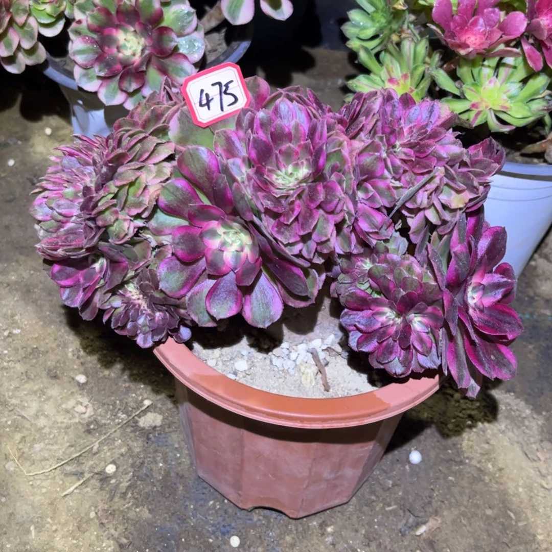 475多肉植物荔枝缀化