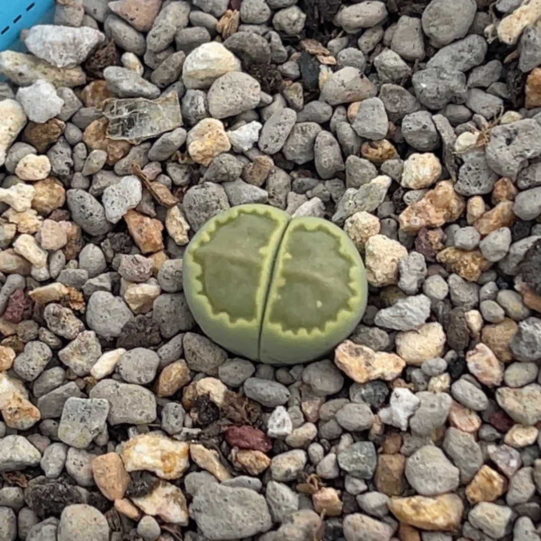 7334绿饼干一颗。