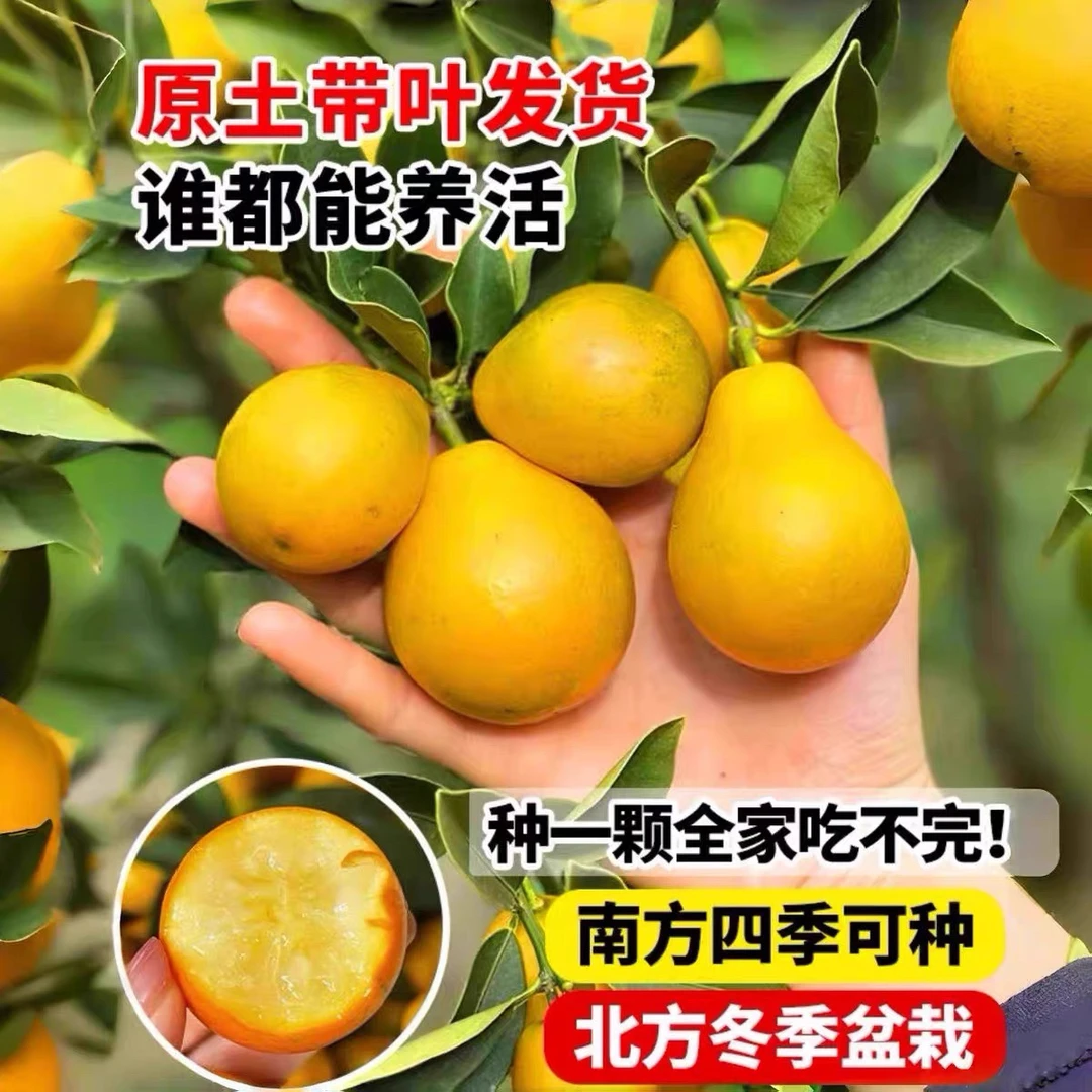 珠珠【带果发货】金桔盆栽绿植四季带果南北方庭院阳台种植带土发货