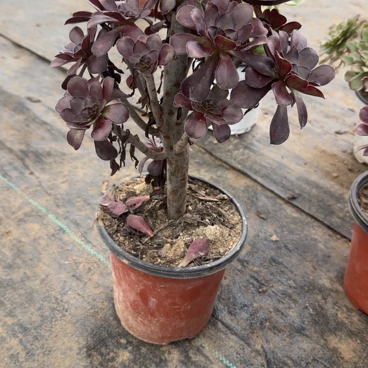 341两单包邮原叶。