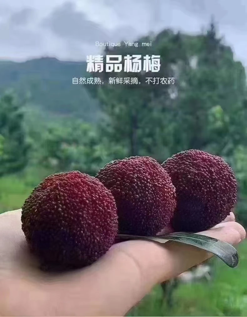 正宗浙江仙居高山东魁大杨梅新鲜现摘当季水果