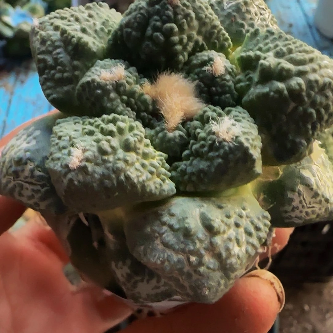 龟甲671仙人球开花