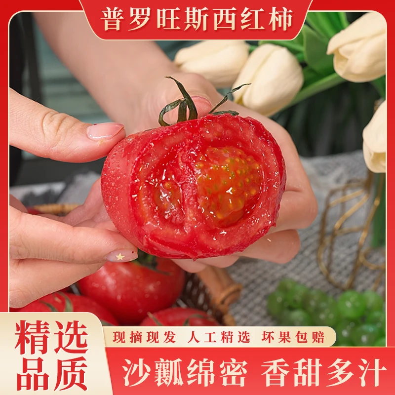 普罗旺斯西红柿新鲜沙瓤西红柿自然成熟生吃水果番茄新鲜蔬菜