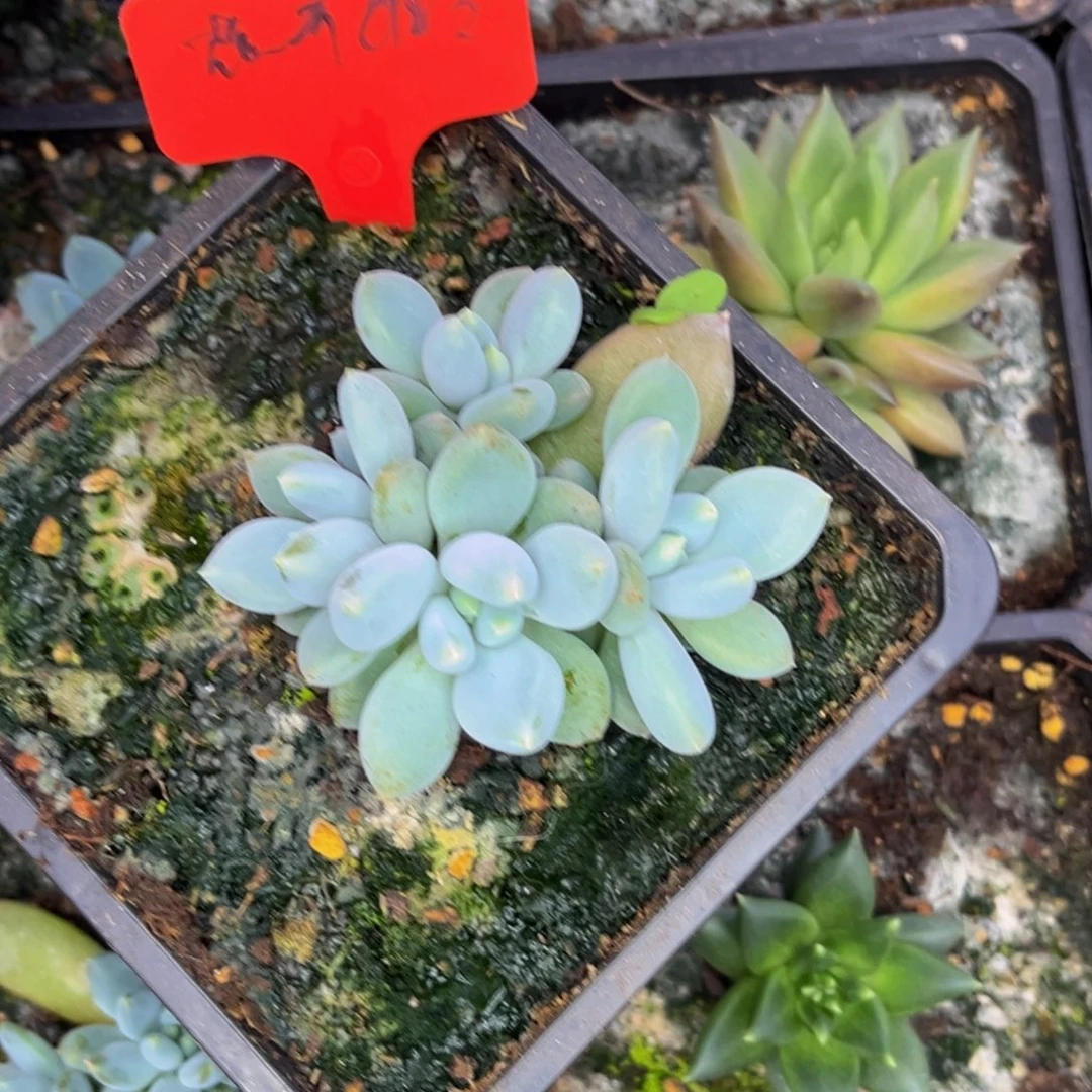 ****音小姐姐的多肉植物群生多肉
