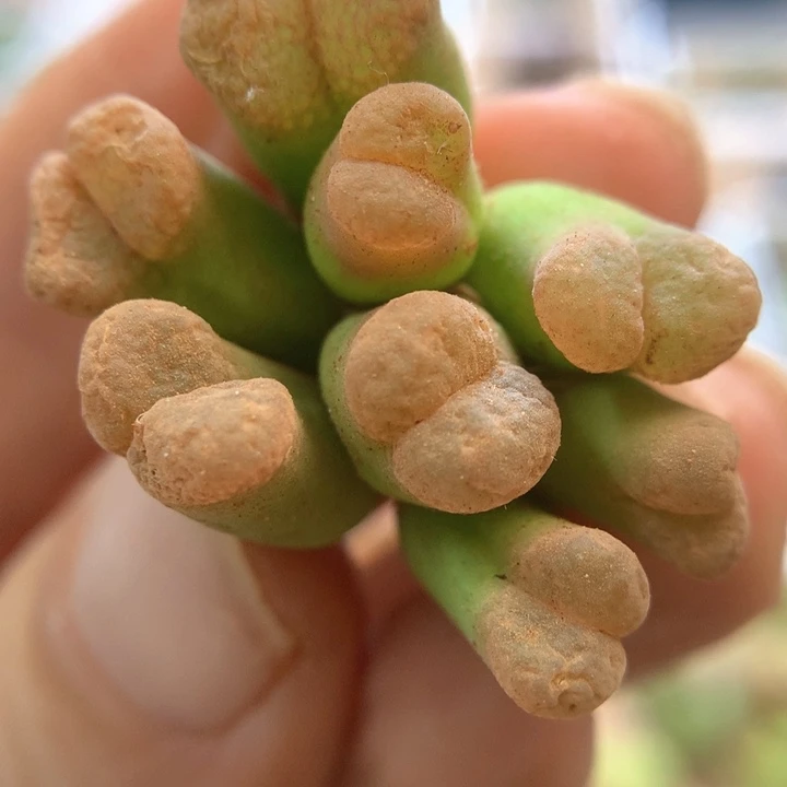 开播福利 肉锥植物