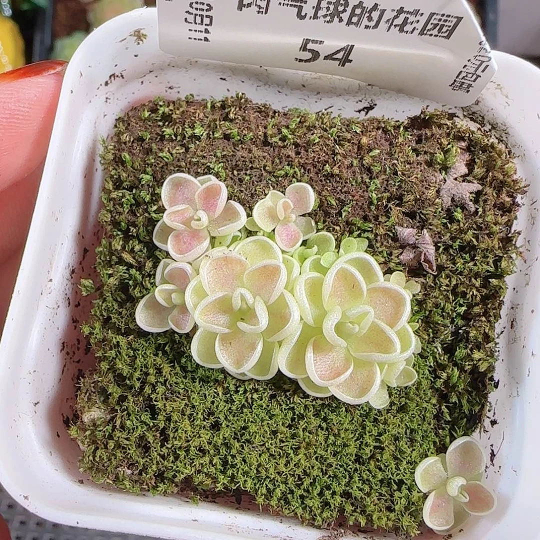 1011--54爱丽丝一物一拍