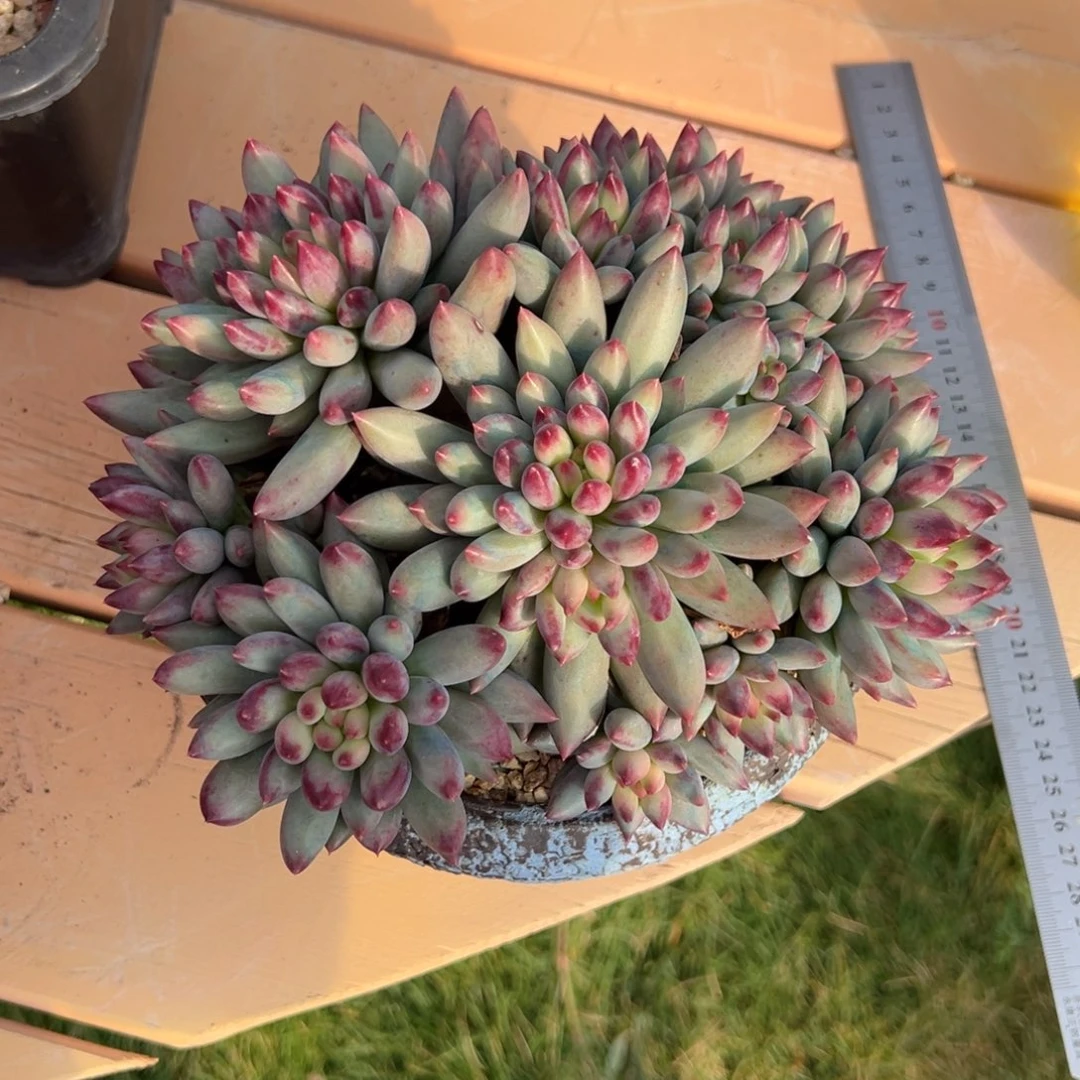 依***依美人多肉一物一拍