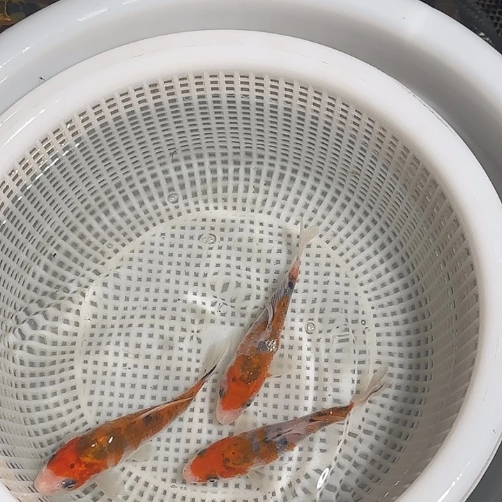 志***明海水锦鲤的故事是