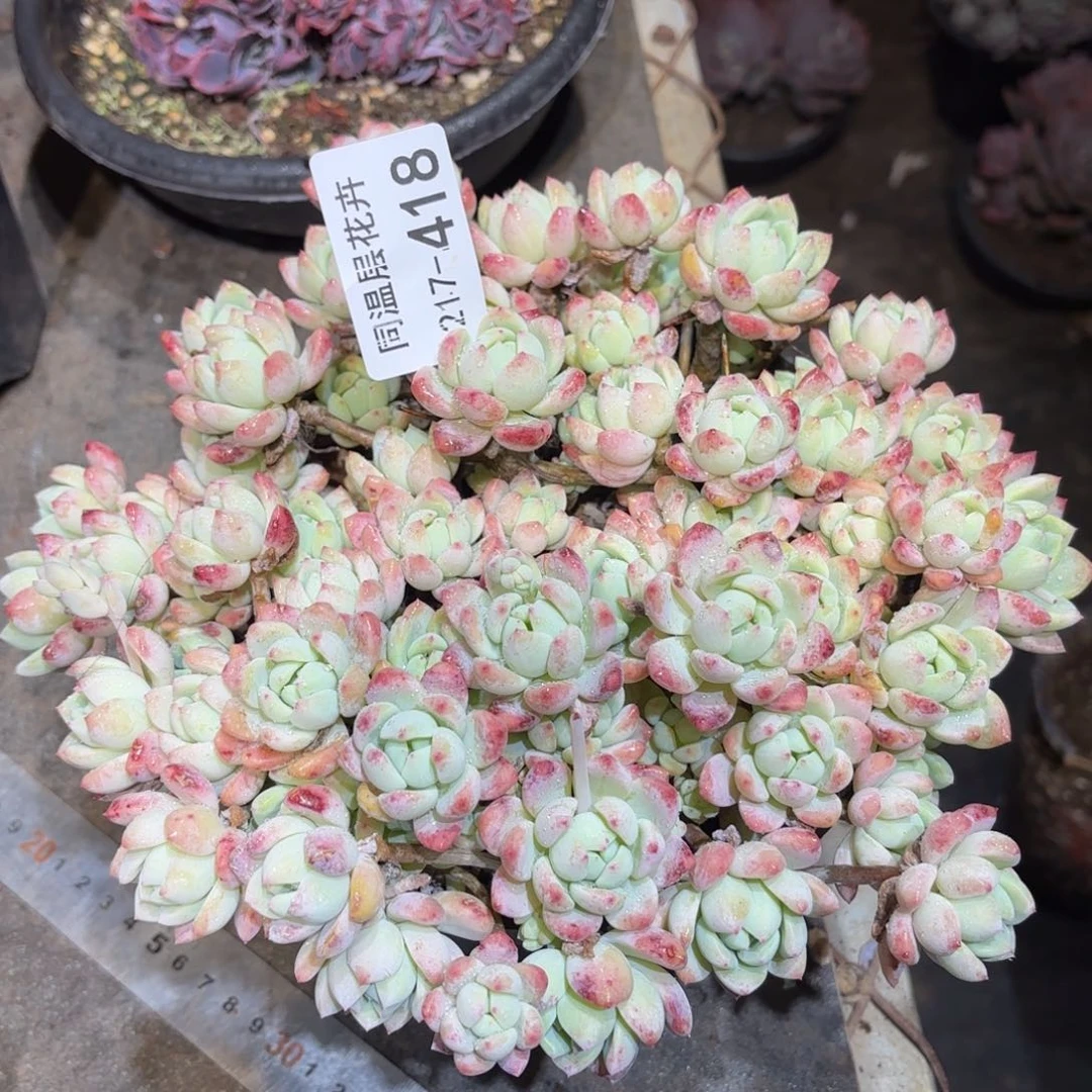 小*妹同温层多肉桃酥418