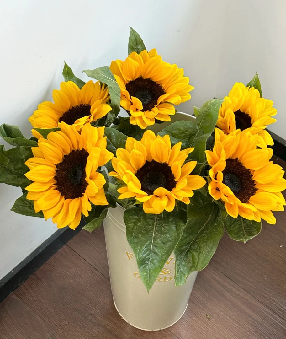 【向日葵】【叁叁】花苞发货收到需醒花 云南鲜花基地批发直发