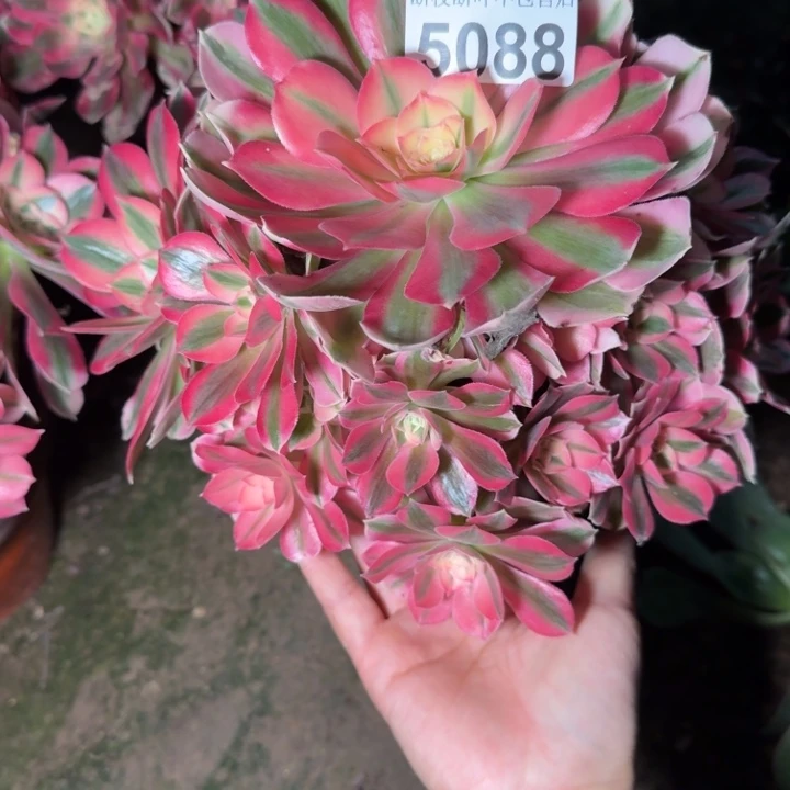 5088女巫多肉植物