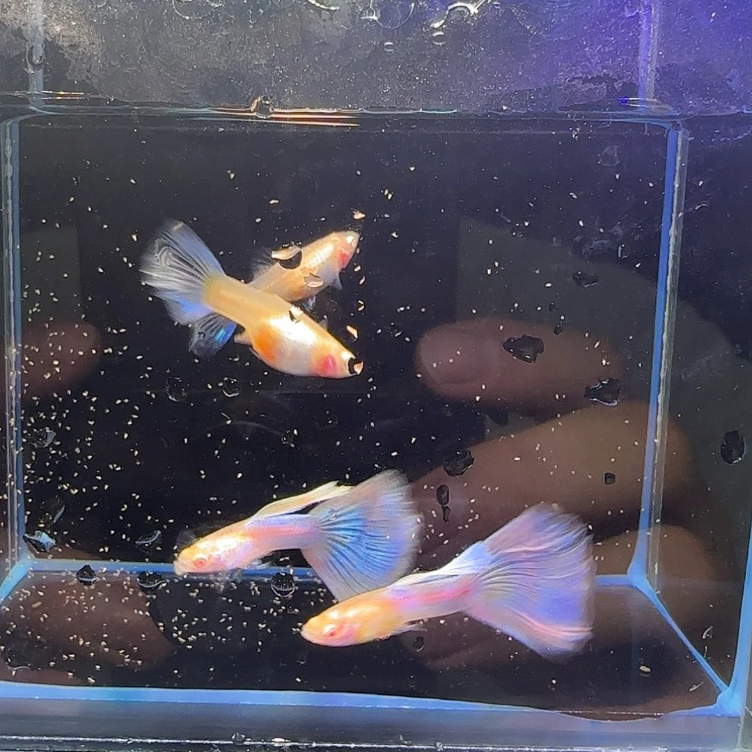 孔雀鱼天使彩虹2对