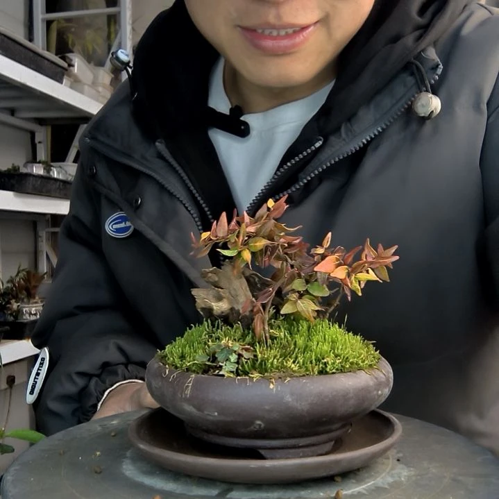 豆*小盆景小植物一物一拍466