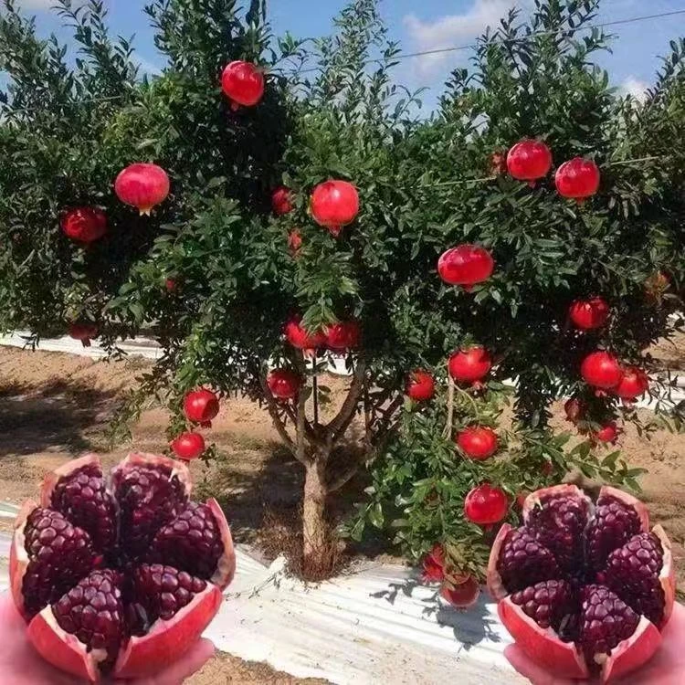 4公分精选特大石榴树苗突尼斯软籽石榴南北方种植盆栽地栽