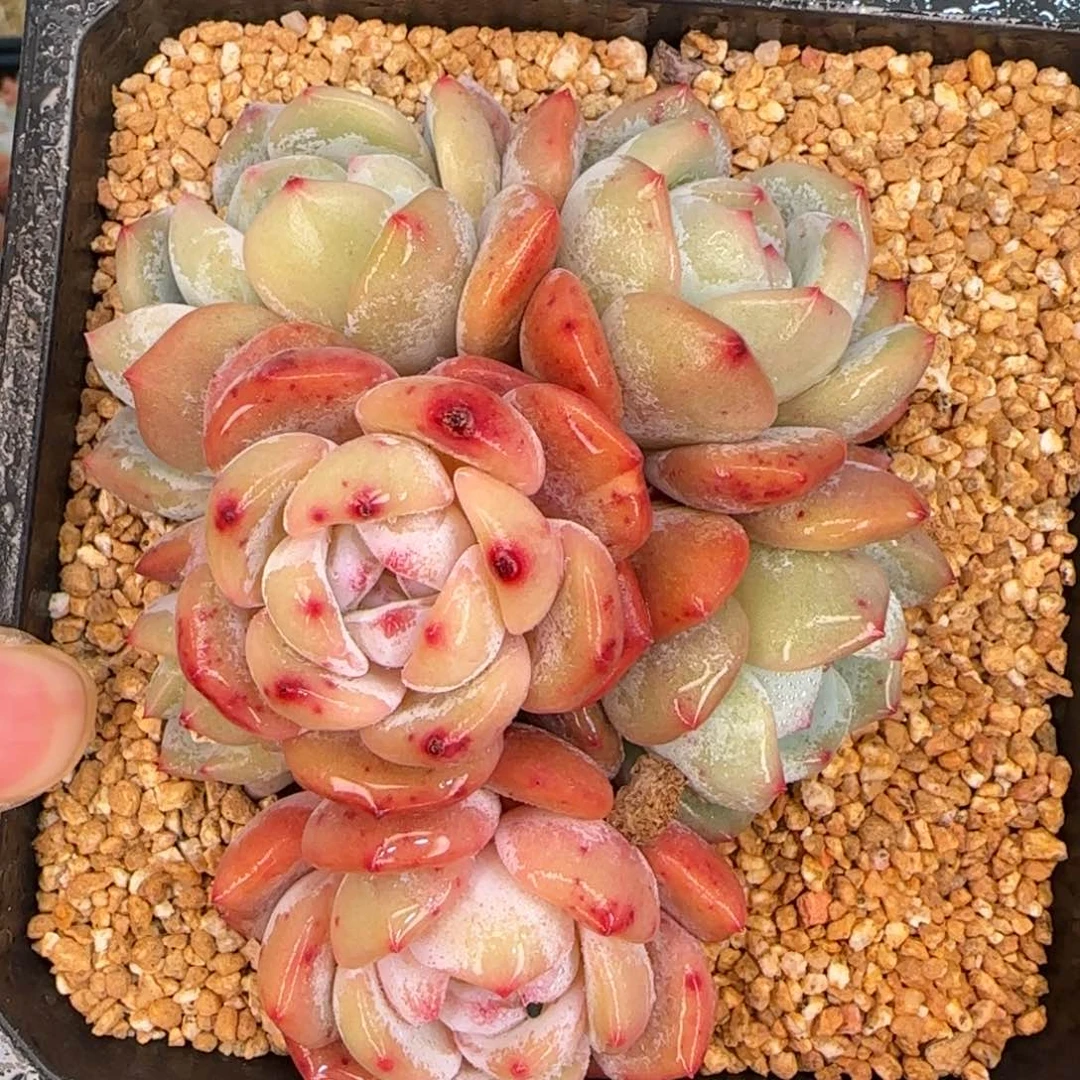 从前慢甄选多肉编号雪天使群生