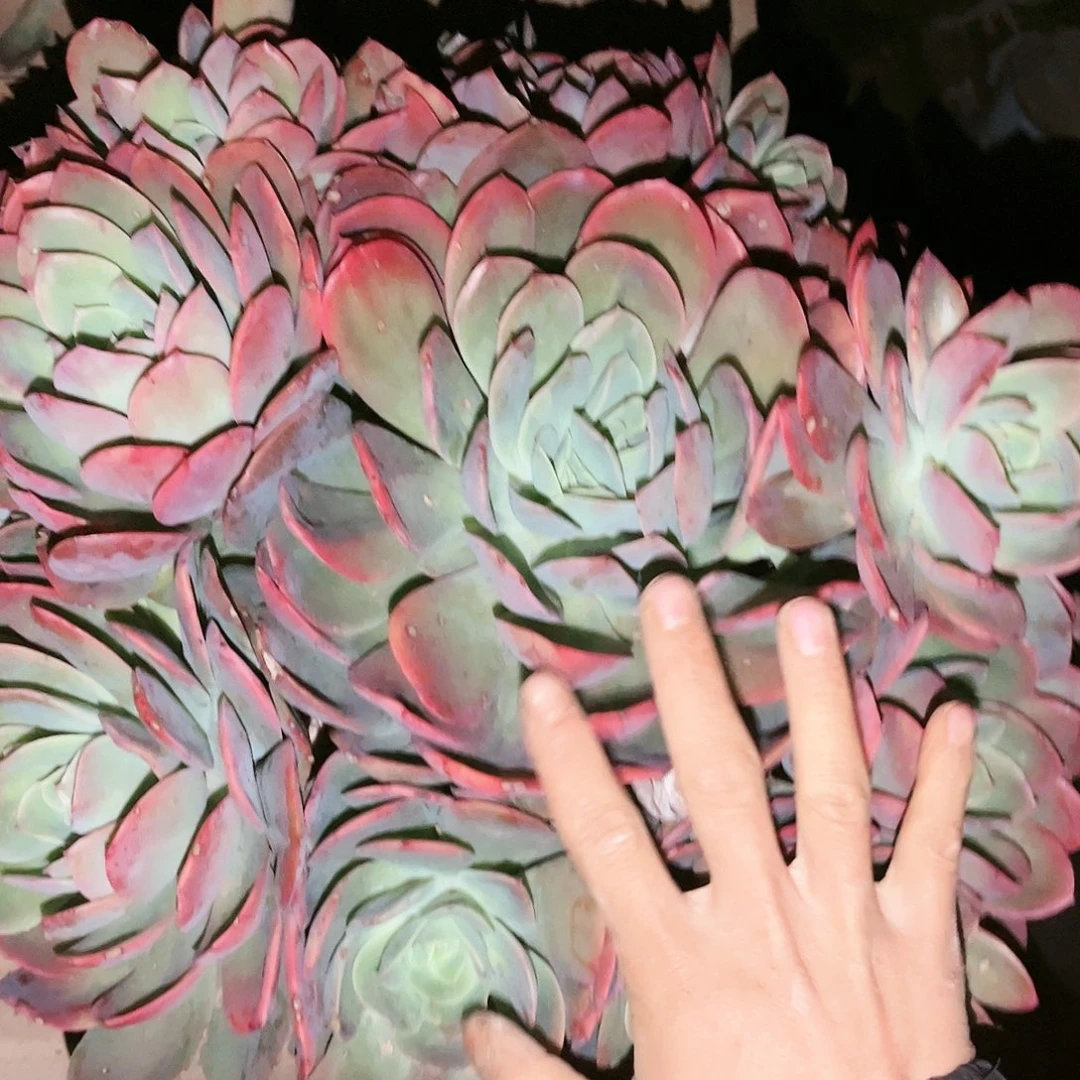 百**乐绮罗56手捧多肉植物