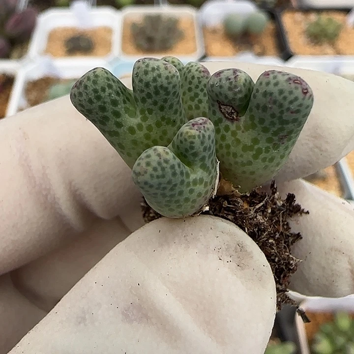 549园艺鹿角斑马711-59