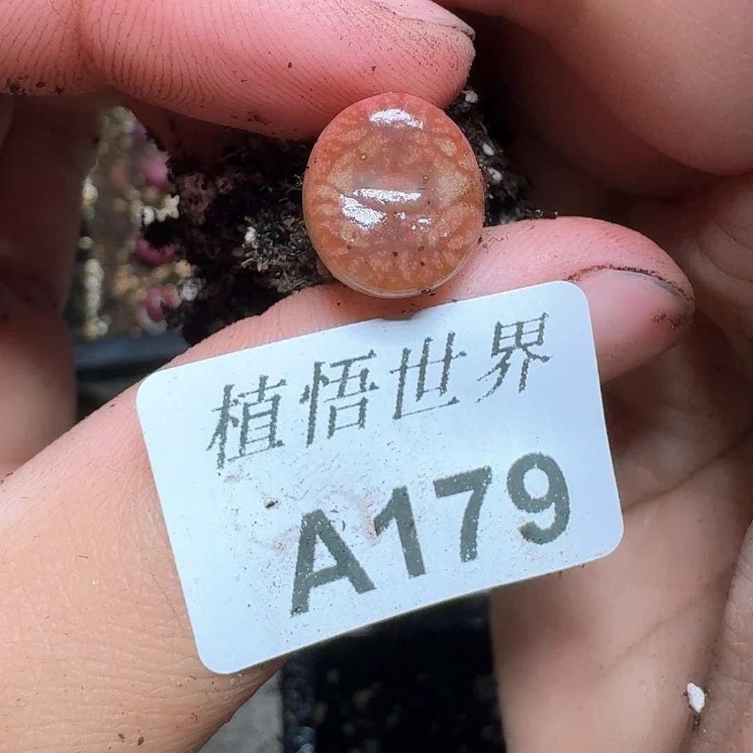 179号的植物哇多肉植物哇f