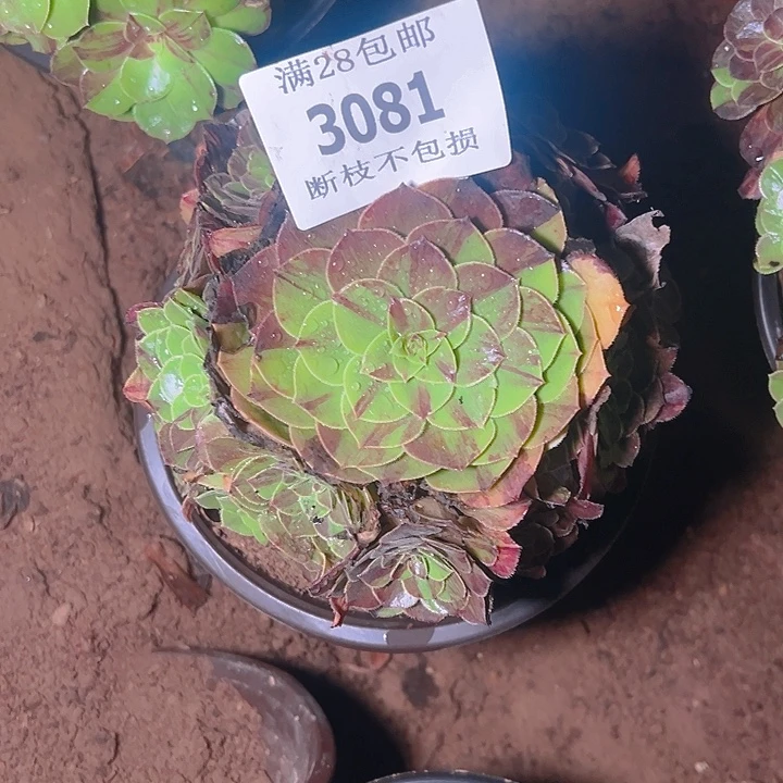 3081花月夜多肉植物