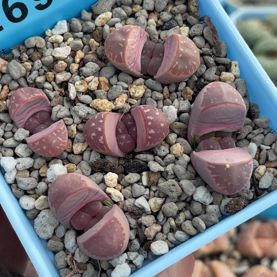 6969岛田红橄榄五颗