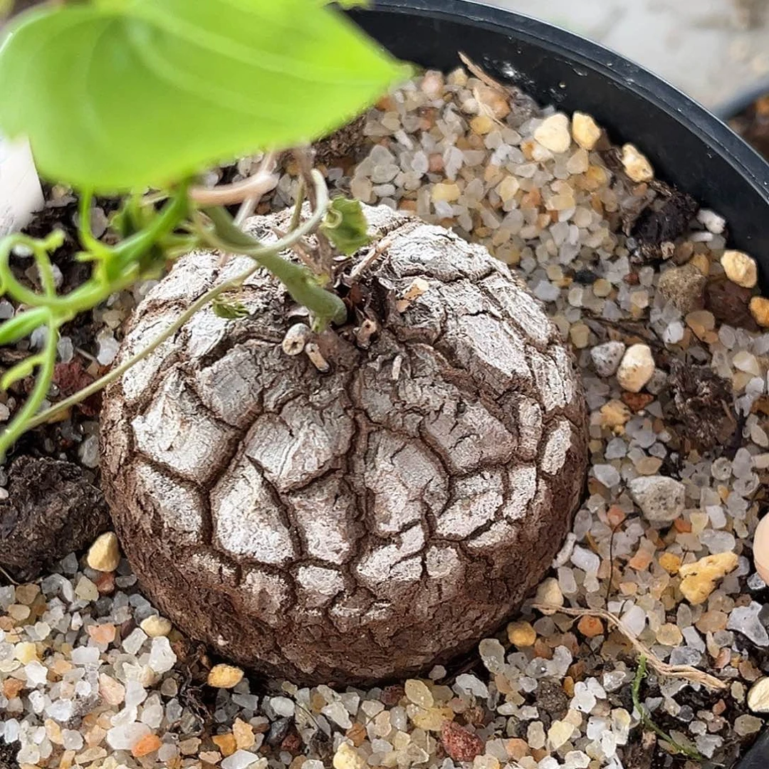 优选白皮南非龟，高球体，6公分