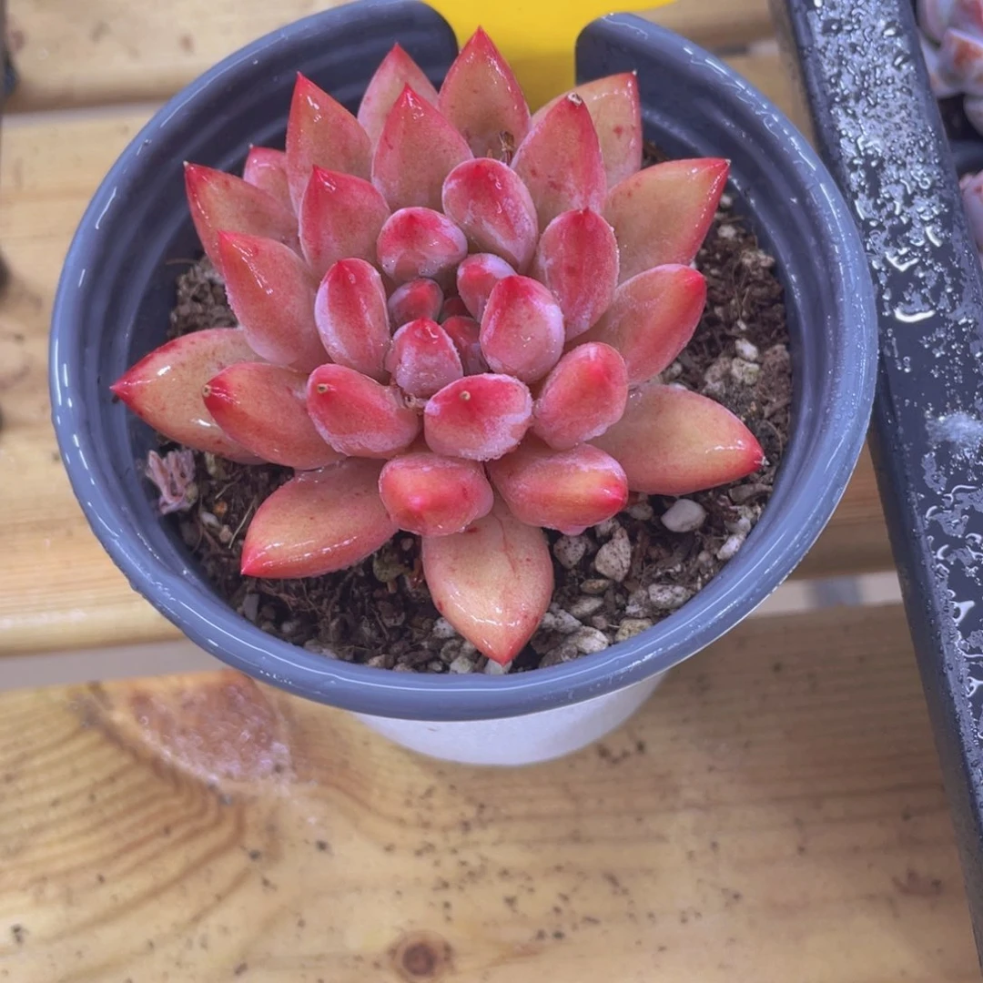 412号 全状态车厘子单头一个