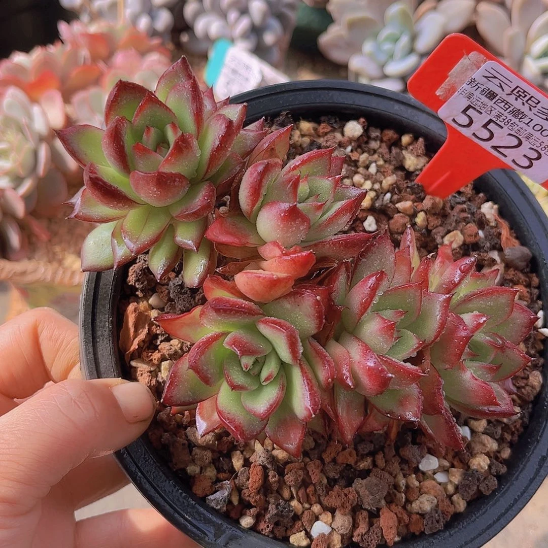 5523东云缀。