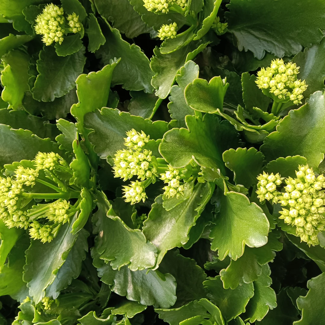 开放劳瑞拉 泽家长寿花 长寿网红品种不售后