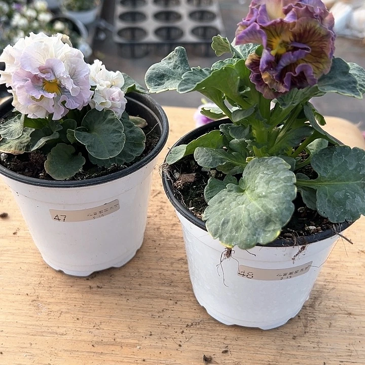 水晶抖音直播闪拍47-48