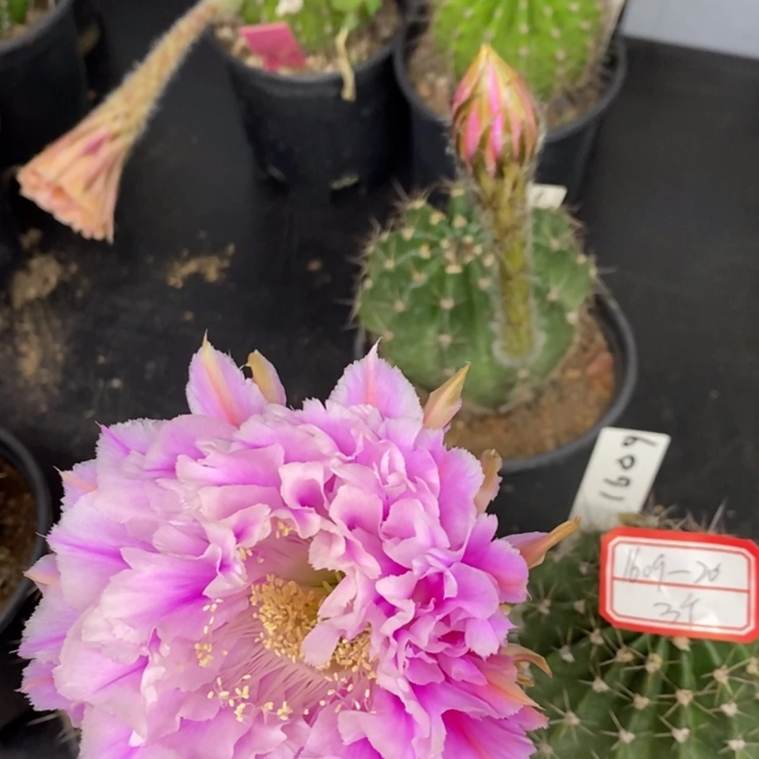 【闪购商品】1609彩草自根