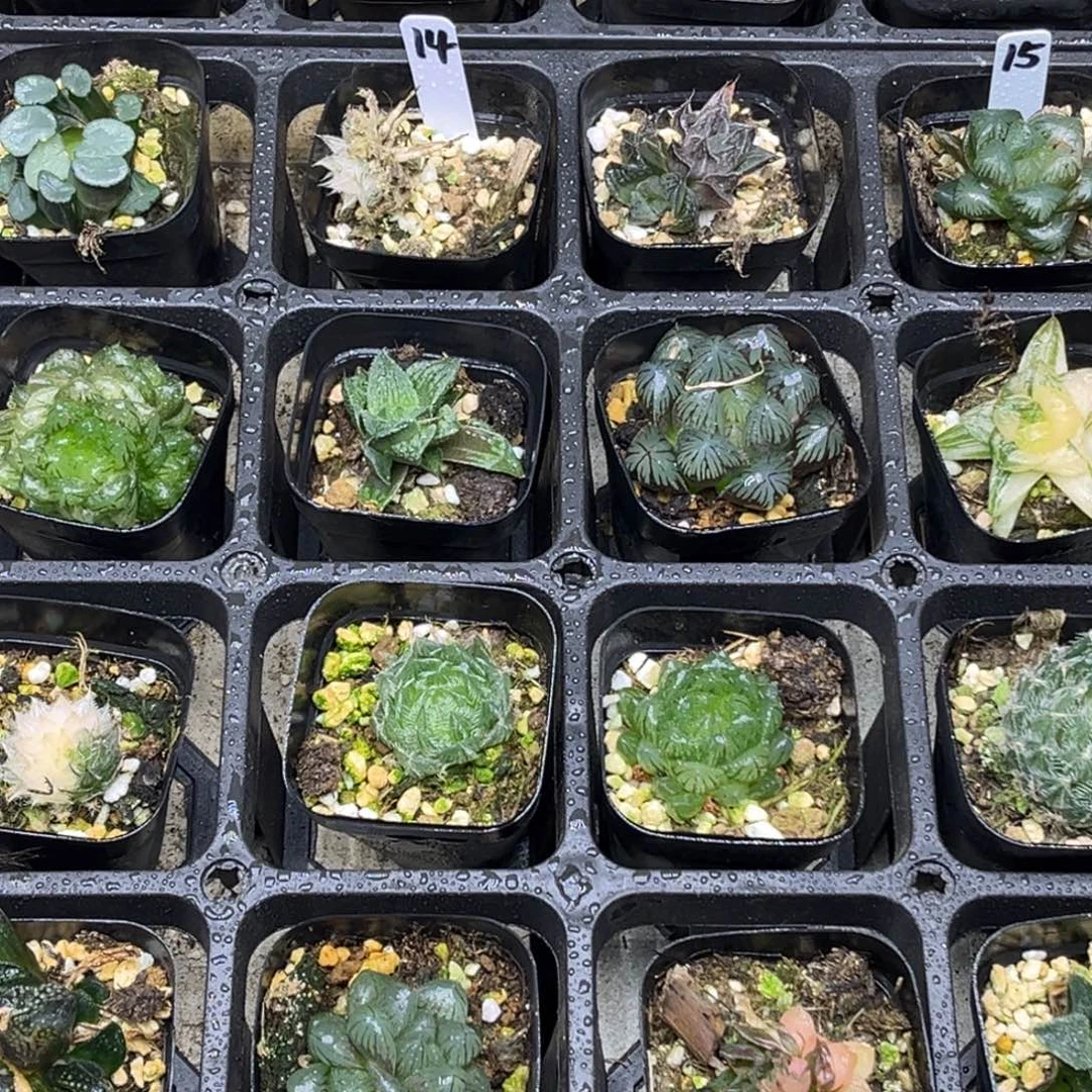 14 脱土包邮8颗福利