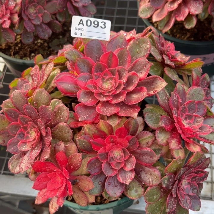 093黑魔锦22厘米左右