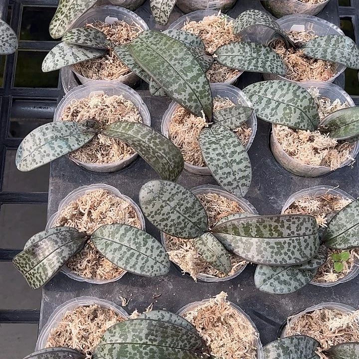 完全开放苏园606脉纹西原厂花牌