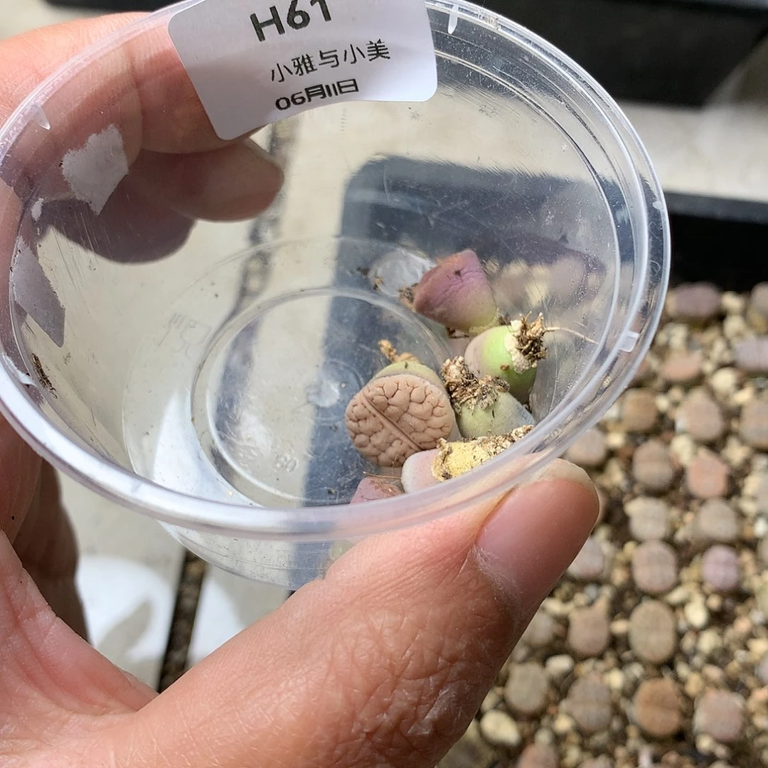 煎***?H61多肉植物保护
