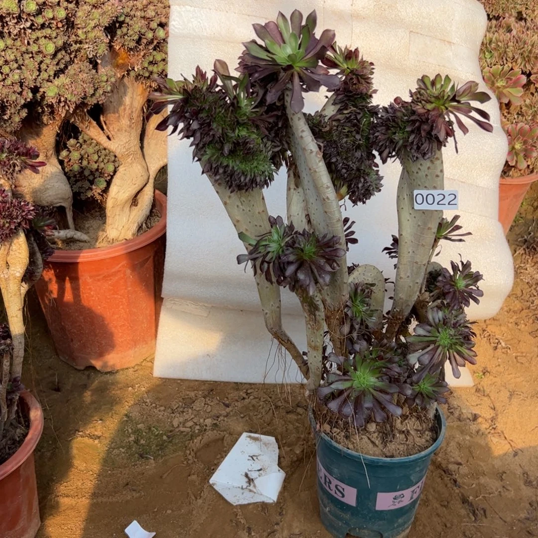 有伤黑缀022高度47厘米