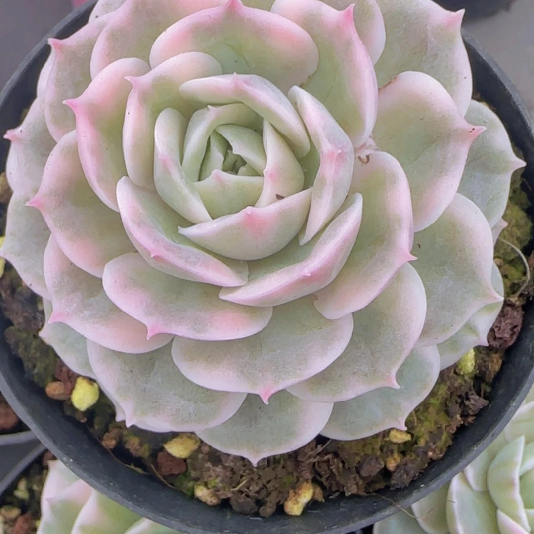 【闪购商品】昂斯诺锦