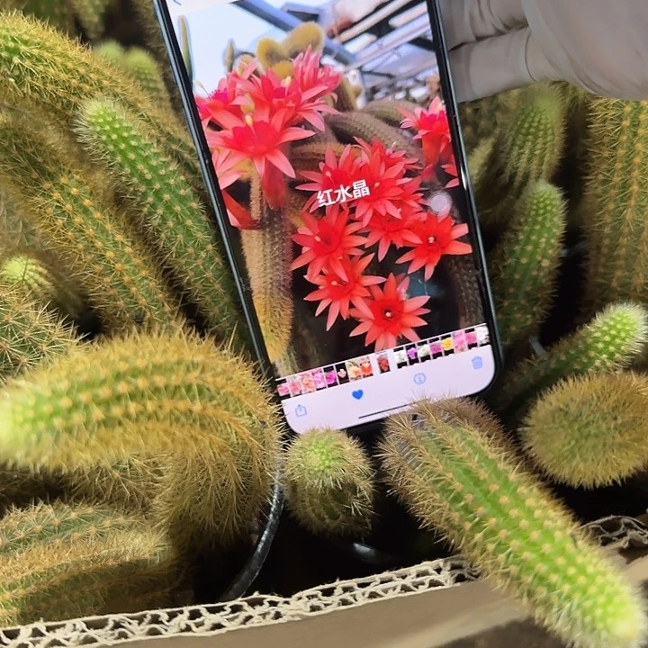 红水晶群1122322123