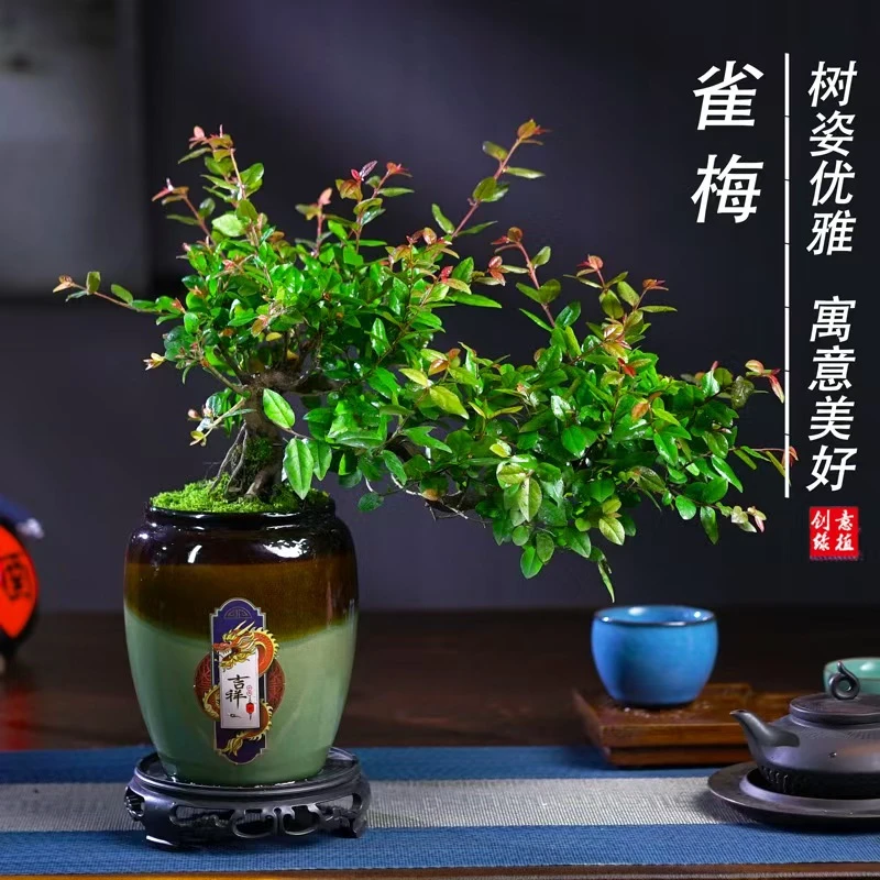 雀梅老桩飘枝盆景造型四季常青净化空气客厅茶几办公桌面景观绿植