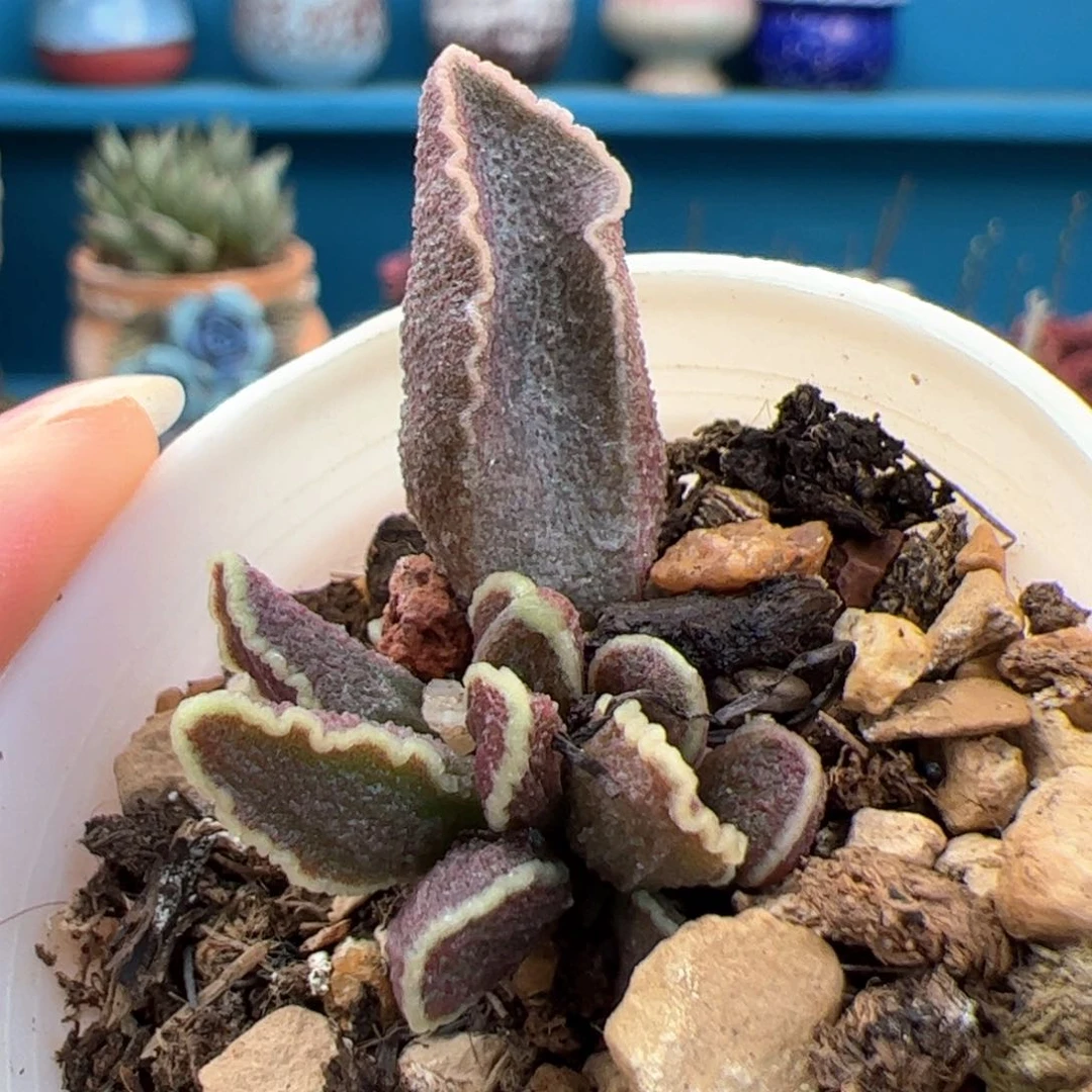 满斑花螺。