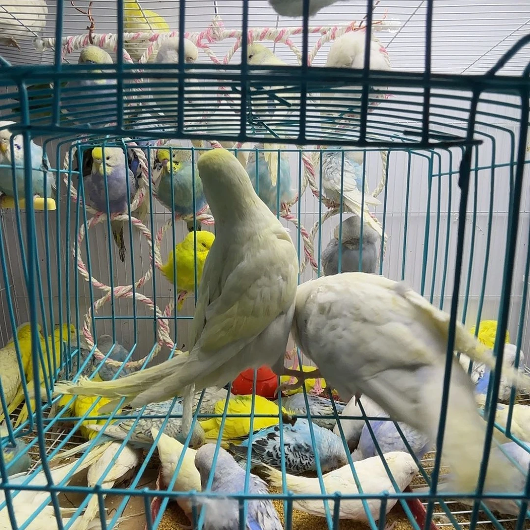 虎皮鹦鹉虎皮大头两只