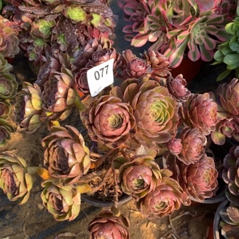 万圣节拉丝一物一拍