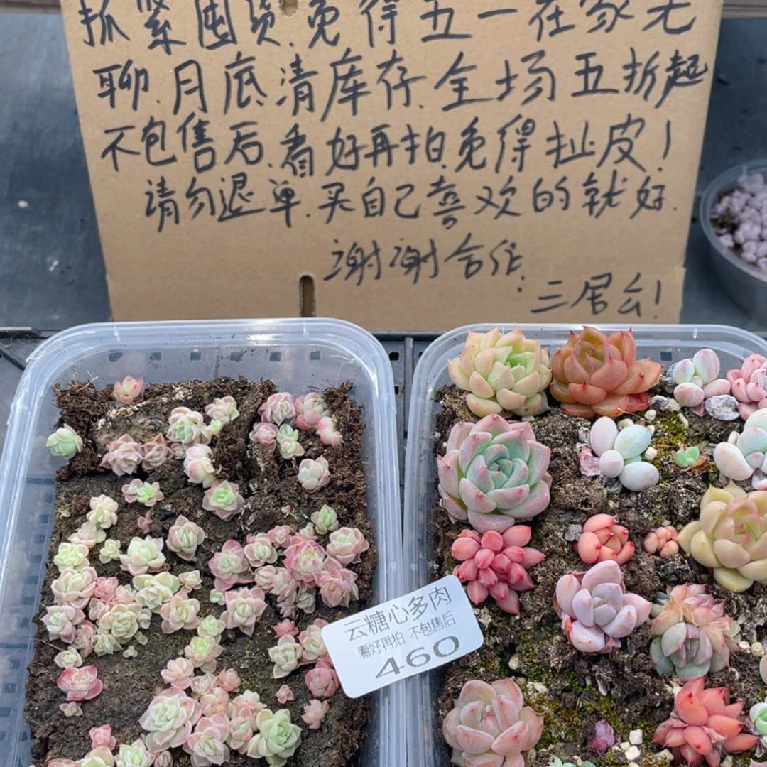 云糖心多肉植物460