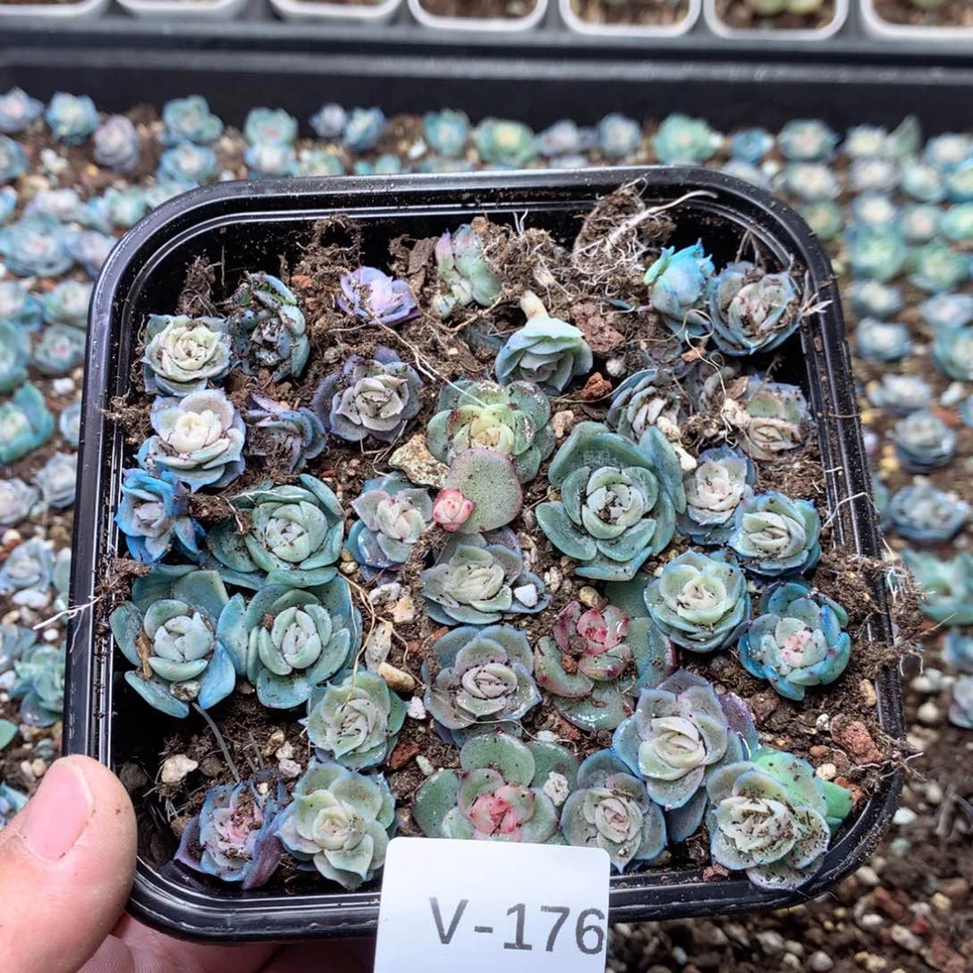 无花朵V176英语英语
